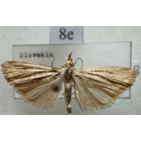 Catoptria verellus (Zincken, 1817) Wachlarzyk leśny Slovakia8e